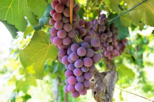 grapes